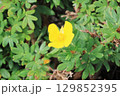 ハクサンフウロ 129852395