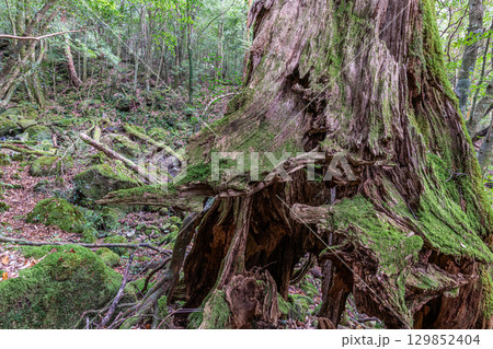 屋久島国立公園　屋久杉切り株　島の生き証人(秋 129852404