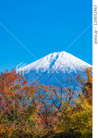 紅葉と富士山 紅葉と富士山 129852467