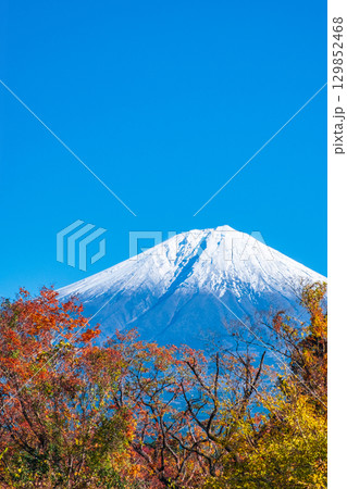 紅葉と富士山 紅葉と富士山 129852468