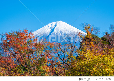 紅葉と富士山 紅葉と富士山 129852480