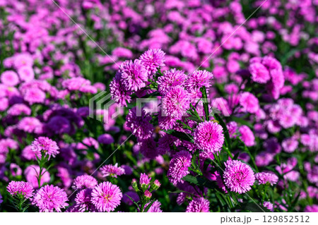 Purple Aster flower that blooms beautifully in a garden. 129852512