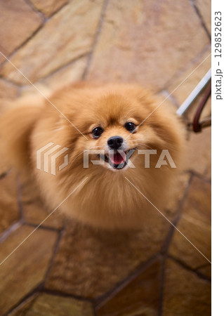 An adorable Pomeranian with fluffy fur and a cheerful expression that delights onlookers 129852623