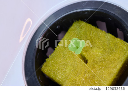 Hydroponic Lettuce Growth in an Indoor Garden Setup for Year-round Fresh Produce 129852686