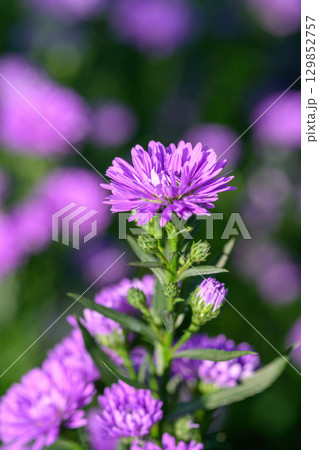 Purple Aster flower that blooms beautifully in a garden. 129852757