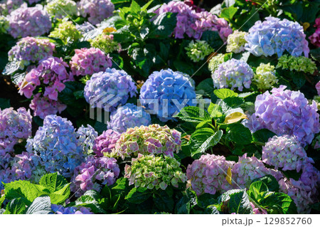 Blooming Hydrangeas flowers in the garden at Chiang Mai, Thailand. Blooming Hydrangeas flowers in the garden at Chiang Mai, Thailand. 129852760