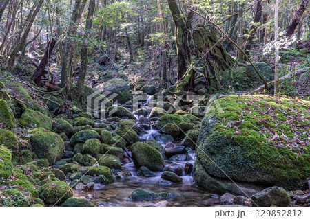 屋久島国立公園 木漏れ日と神が宿る谷(秋 屋久島国立公園 木漏れ日と神が宿る谷(秋 129852812
