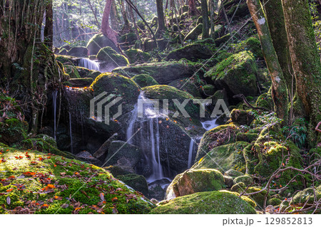 屋久島国立公園 木漏れ日と神が宿る谷(秋 屋久島国立公園 木漏れ日と神が宿る谷(秋 129852813