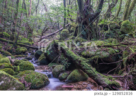 屋久島国立公園 苔が日本一きれいな谷(秋 屋久島国立公園 苔が日本一きれいな谷(秋 129852816