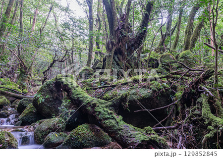 屋久島国立公園　苔が日本一きれいな谷(秋 129852845