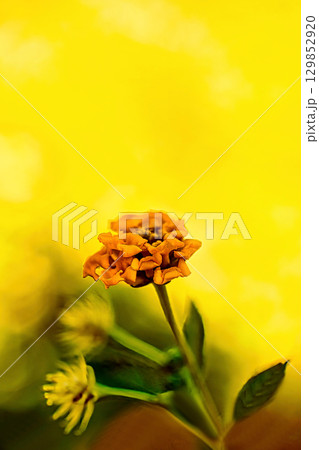 黄色いニオイマンジュギクの花 129852920