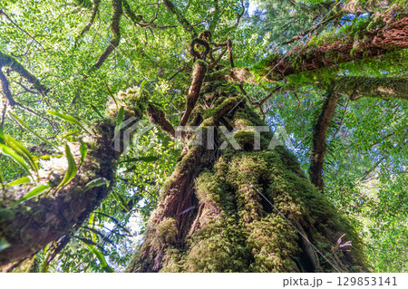 屋久島白谷雲水峡　木漏れ日と苔むす木々(夏 129853141