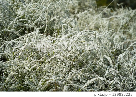 白く可憐なユキヤナギの花 白く可憐なユキヤナギの花 129853223