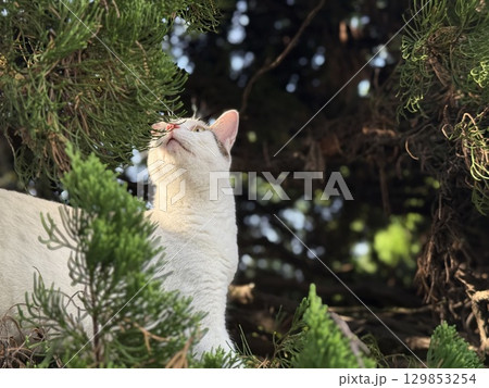 上を見る白キジ猫 129853254