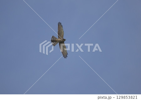 飛翔するサシバの幼鳥 飛翔するサシバの幼鳥 129853821