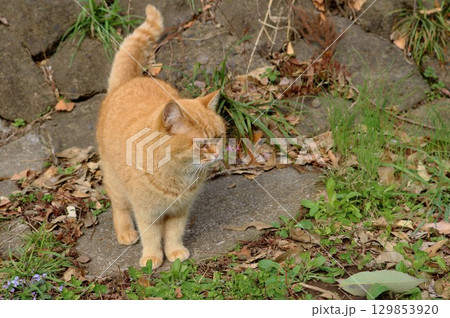 石段を上がる猫　初秋の散歩　チャトラ 129853920