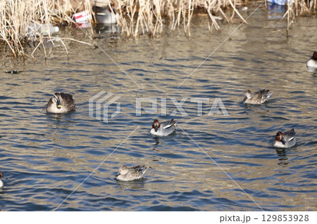 コガモの群れとオオバン 129853928