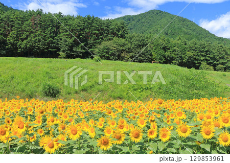 国営アルプスあづみの公園のヒマワリ 129853961