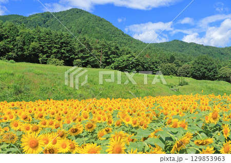 国営アルプスあづみの公園のヒマワリ 129853963