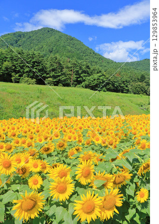 国営アルプスあづみの公園のヒマワリ 129853964
