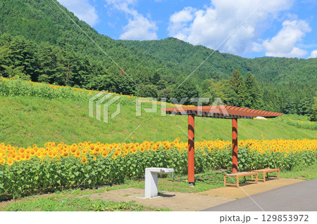 国営アルプスあづみの公園のヒマワリ 129853972
