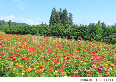 国営アルプスあづみの公園の百日草 129854144