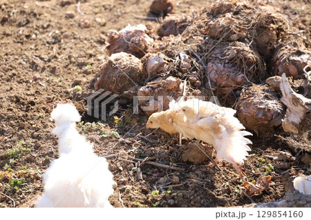 餌を食べている烏骨鶏と鶏 129854160