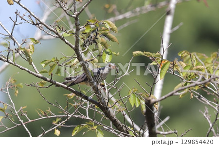 毛虫を捕らえたツツドリの成鳥 129854420