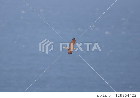 海上を渡るサシバのメス 129854422