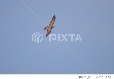 飛翔するサシバの幼鳥 129854428