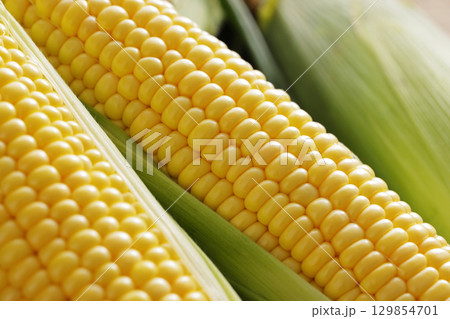収穫した新鮮なとうもろこし 129854701