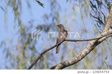 柳に止まったツツドリの赤色型 129854754