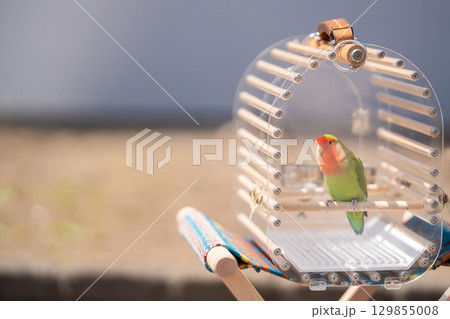 おしゃれな鳥籠に入っている色のきれいなコザクラインコ 129855008