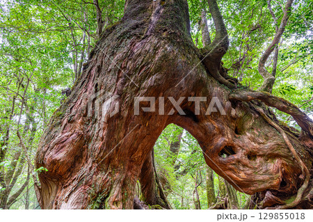 くぐり杉屋久杉　屋久島白谷雲水峡(8月)くぐると願いが叶う 129855018