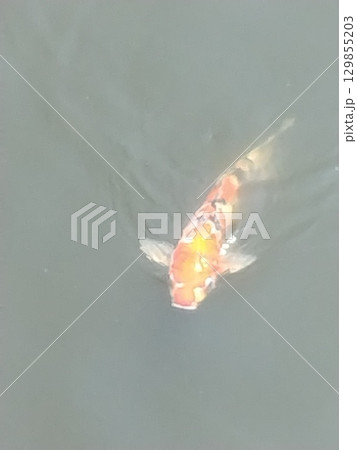 水面を泳ぐ鯉 水面を泳ぐ鯉 129855203