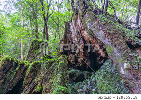 屋久島白谷雲水峡　屋久杉切り株　島の生き証人(秋 129855319