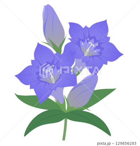 リンドウのベクターイラスト リンドウのベクターイラスト 129856283