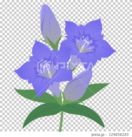 リンドウのベクターイラスト リンドウのベクターイラスト 129856283