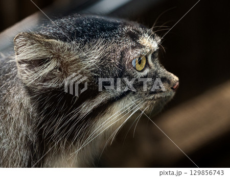 マヌルネコ マヌルネコ 129856743