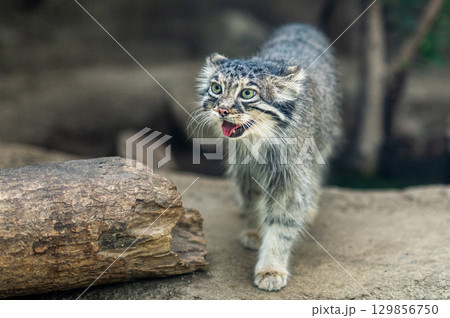 マヌルネコ マヌルネコ 129856750