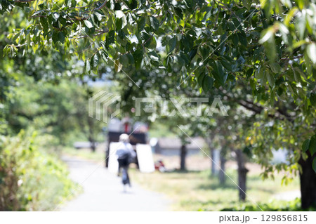 枚方市天野川緑地（散歩、健康イメージ） 129856815