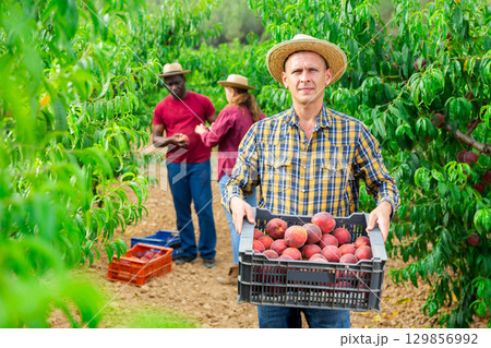 Portrait of worker with boxes of peaches in hands Portrait of worker with boxes of peaches in hands 129856992
