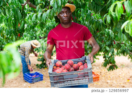 African american farmer carrying plastic box full of peaches in orchard African american farmer carrying plastic box full of peaches in orchard 129856997