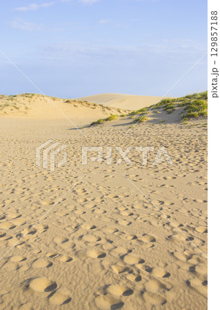 夏の鳥取砂丘の風景 鳥取県 鳥取砂丘 129857188