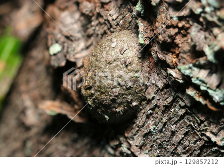 樹皮とそっくりなクモ目と思われる半球コブ状卵嚢（アウトドアフィールド動物マクロ撮影） 129857212