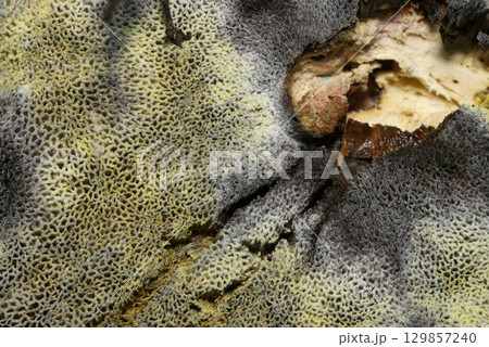 青変と老成腐敗するミヤマイロガワリキノコ管孔部と柄アップ（アウトドアフィールドキノコ類マクロ撮影） 129857240