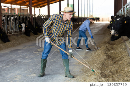 Male farmer working on dairy farm in cowshed 129857759