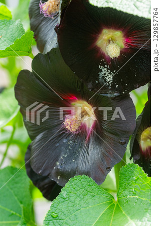 タチアオイ 黒 タチアオイ 黒 129857764