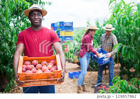 Portrait of african american hired worker with crate of peaches Portrait of african american hired worker with crate of peaches 129857862