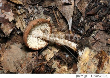 雑木林地面にベージュと茶色のキツネノカラカサキノコ背面ヒダと柄（自然環境下菌界マクロ撮影） 129857996